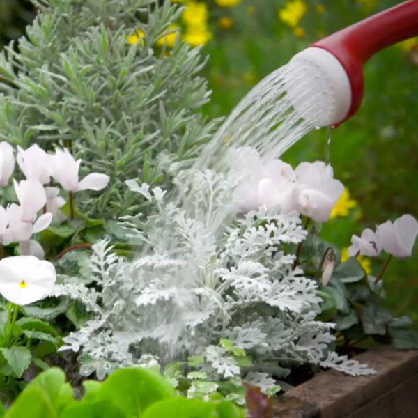 Watering can with red handle gently watering silver and green foliage with white and yellow flowers outdoors