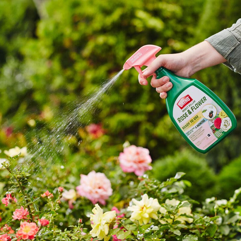 Green spray bottle with pink nozzle spraying insect control mist on blooming garden roses in outdoor pest treatment setting