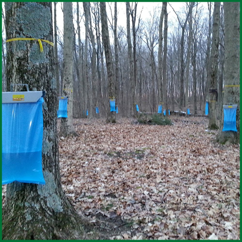 Blue plastic sap sacks hanging from trees in a wooded area for maple sugaring collection outdoors