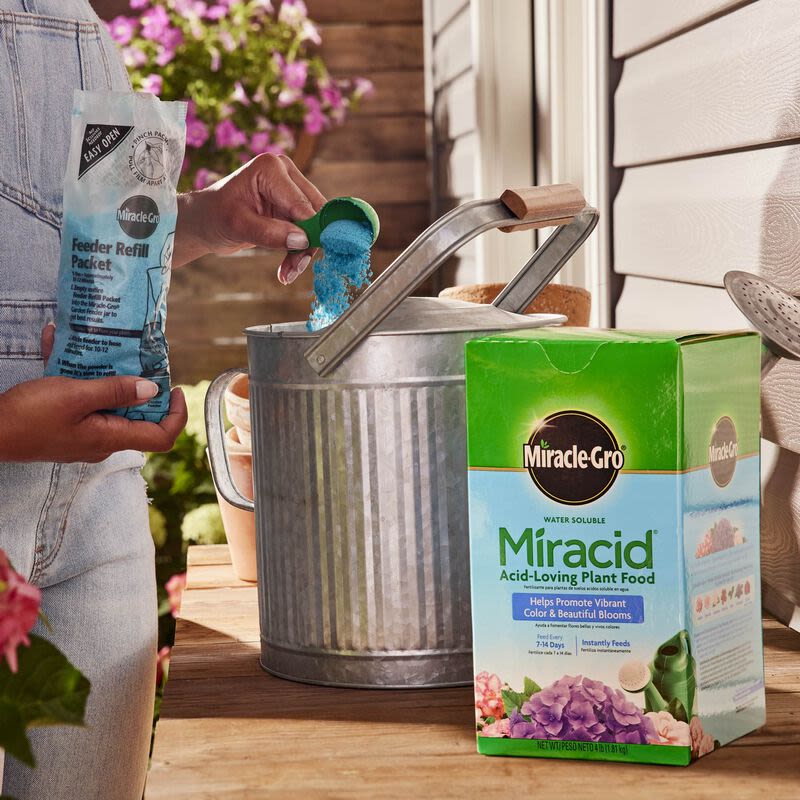 Person adding blue plant food crystals from a refill packet into a metal watering can with Miracle-Gro plant food box nearby