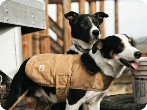 Two medium-sized dogs with black, white, and tan fur standing outdoors near a wooden fence, one wearing a tan protective coat.