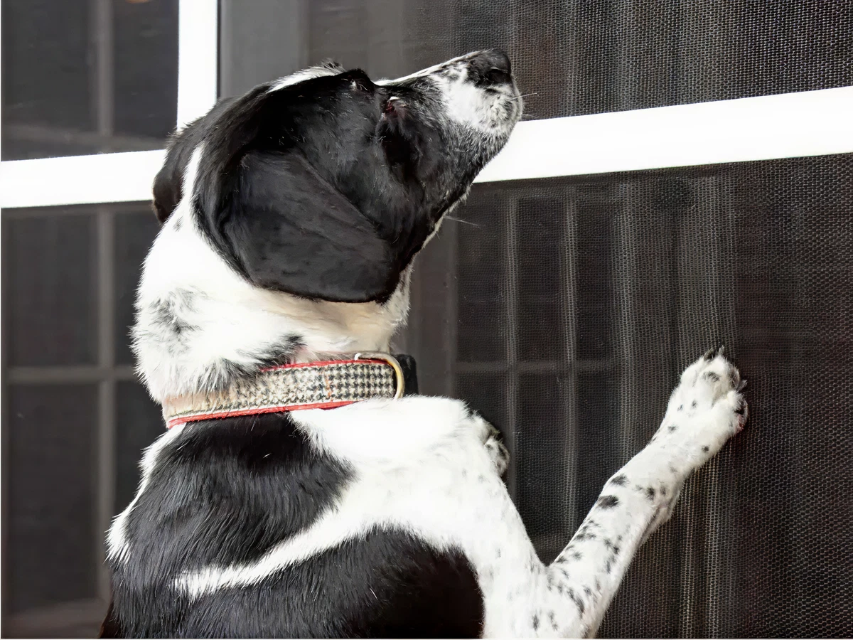 Black and white dog with a collar standing on hind legs, peering and pawing at a window screen in a home setting.